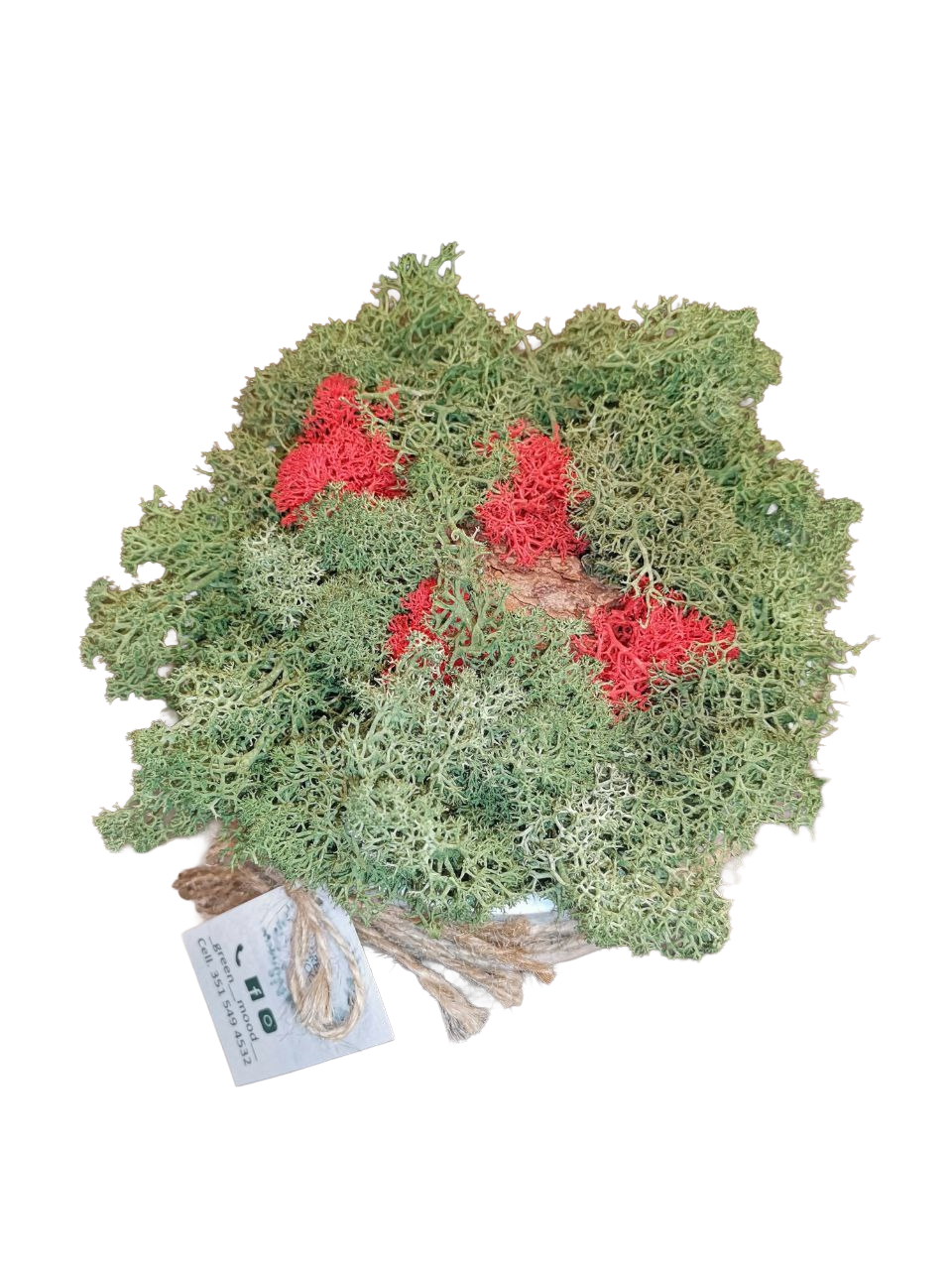 Contenitore in ceramica con lichene stabilizzato