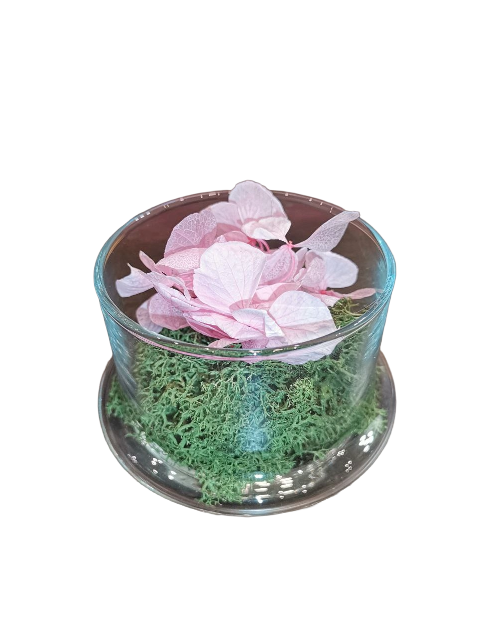 Cupola in vetro con lichene e ortensie stabilizzato